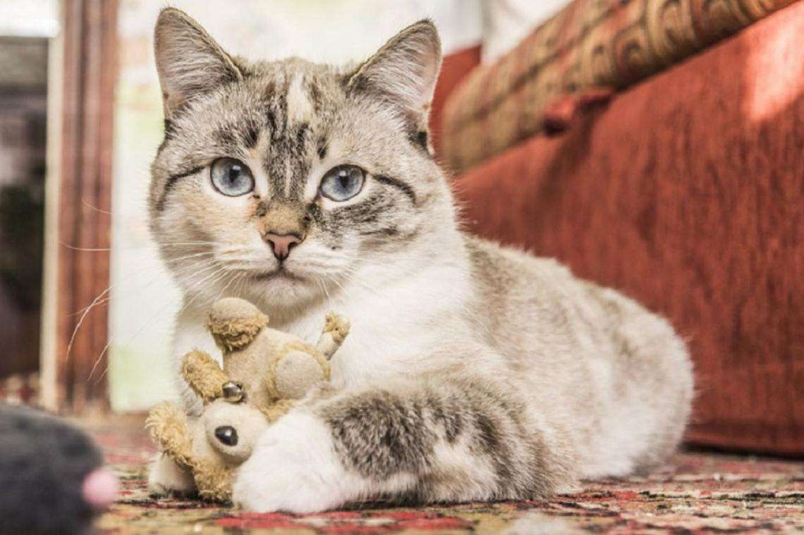 Kočka a jeho medvěd online puzzle