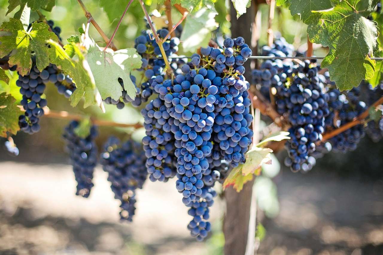Ovoce z vinice skládačky online