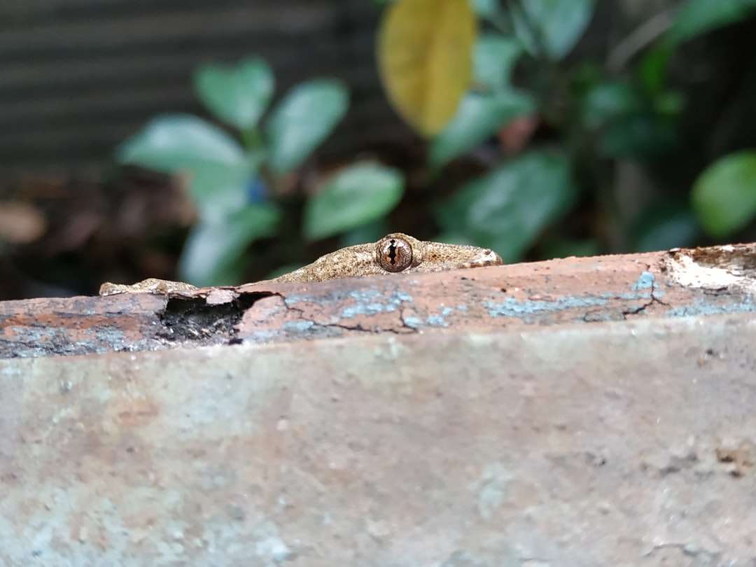 селективная фотосъемка коричневой ящерицы онлайн-пазл