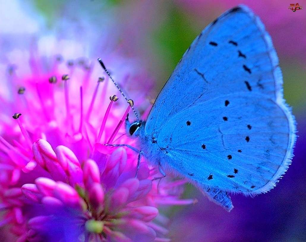 vlinders foto online puzzel