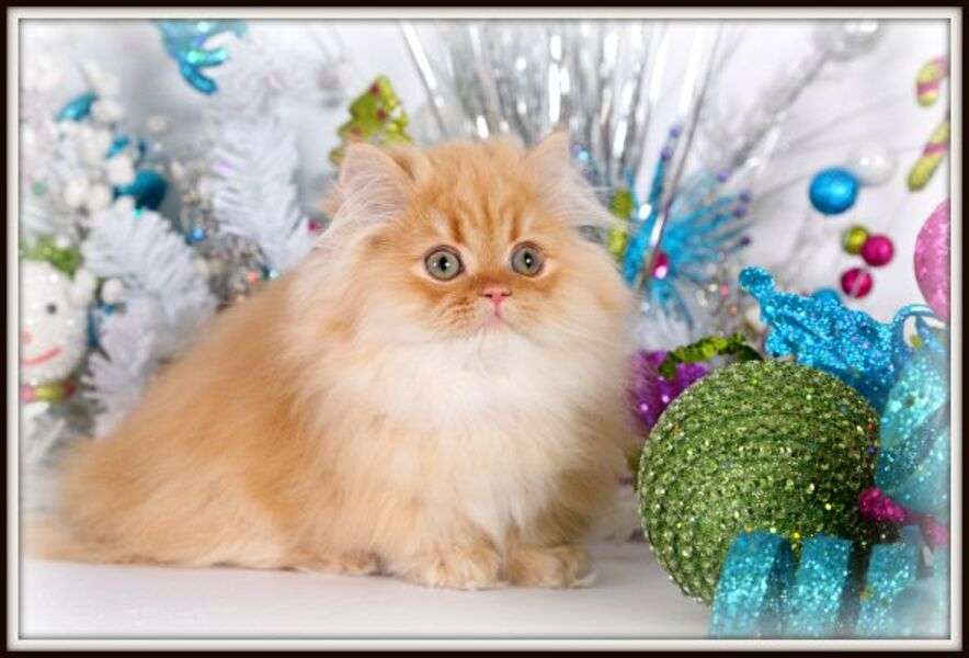 Красиво персийско коте №8 онлайн пъзел