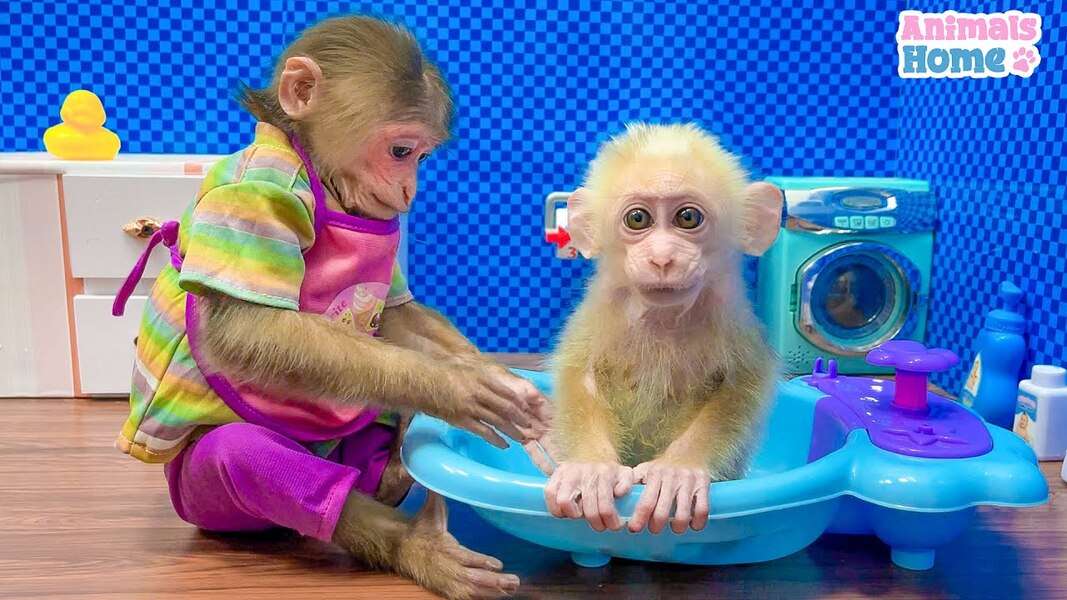 Söt Bibi Monkey #40 pussel på nätet