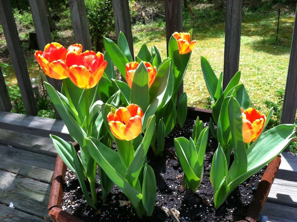 Tulipán egy edényben kirakós online