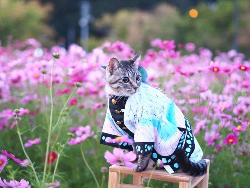 Dobře oblečené kotě #13 skládačky online