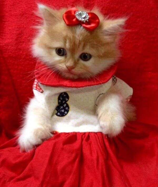 Mycket elegant kattunge #15 Pussel online