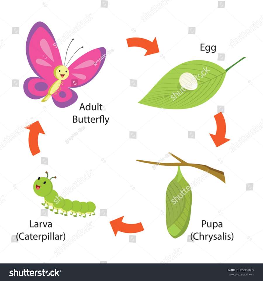 Cycle de vie des papillons puzzle en ligne