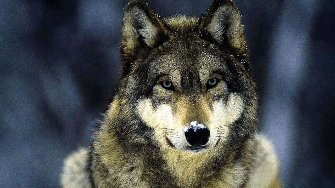 wolf leven legpuzzel online