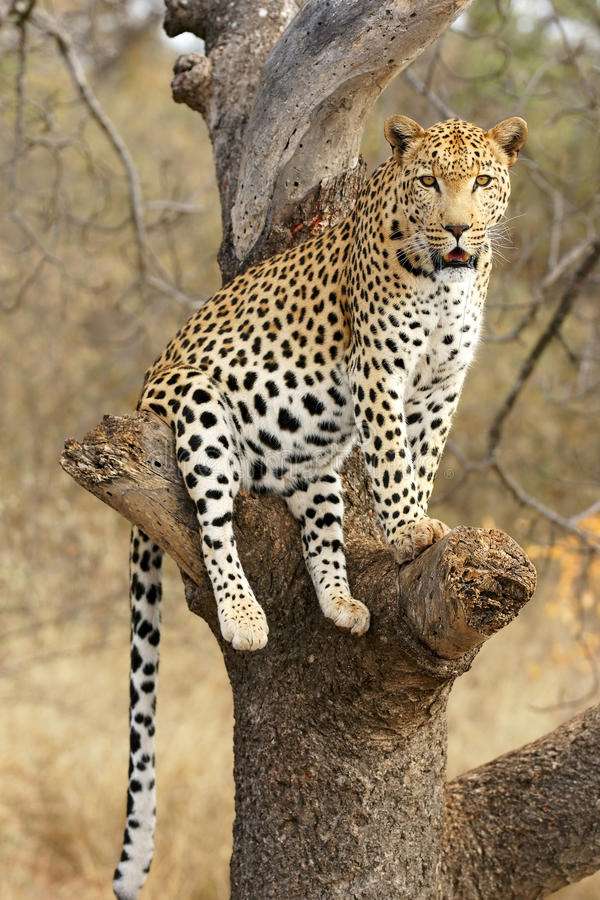 африканський леопард онлайн пазл