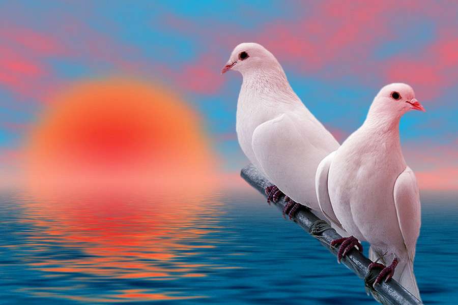 два голуби пазл онлайн