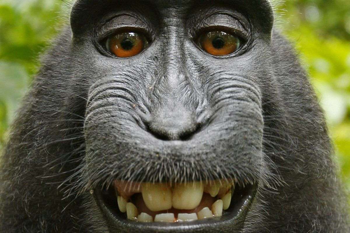 маймуна се усмихва онлайн пъзел