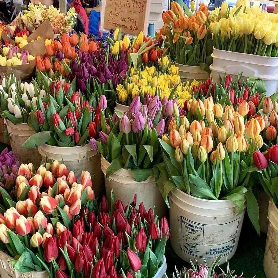 La belleza de los tulipanes rompecabezas en línea