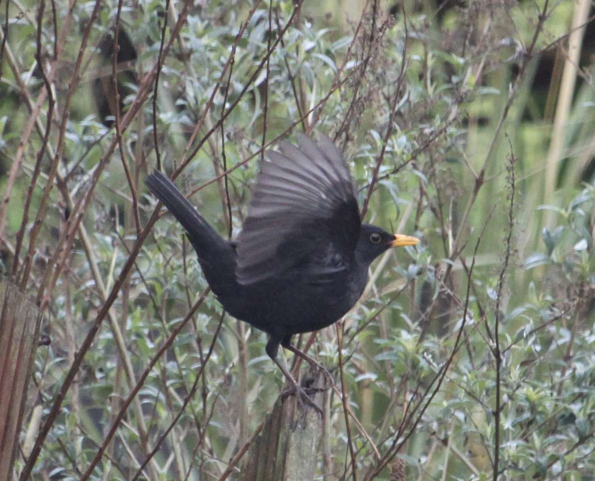 blackbird pussel på nätet