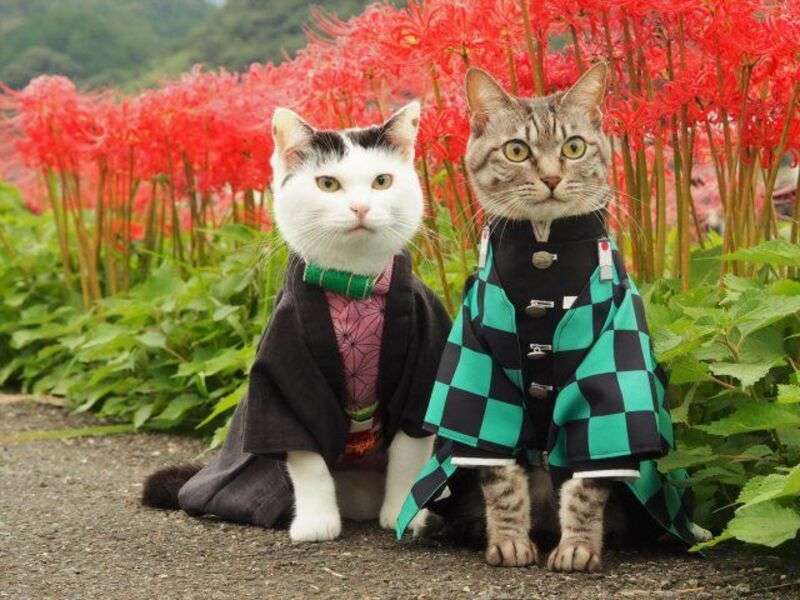 Котенца в китайски костюм #17 онлайн пъзел