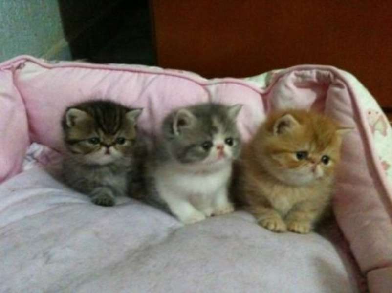 Бебешки котенца готови за легло №28 онлайн пъзел