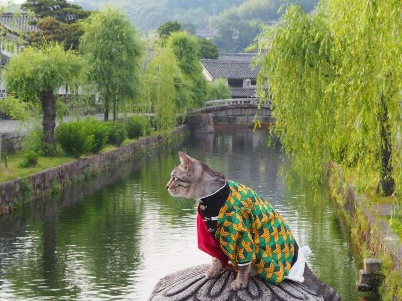 Котенок в китайском костюме №18 онлайн-пазл