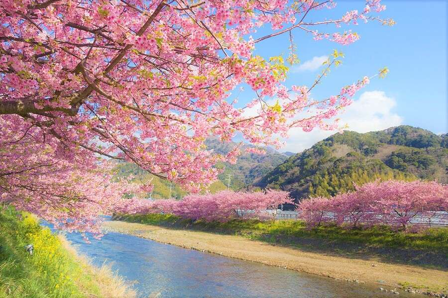 Sakura i Japan #5 pussel på nätet