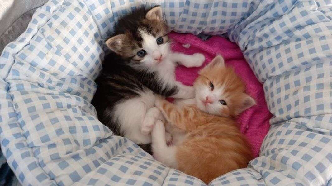 Två kattungar i sängen #20 pussel på nätet