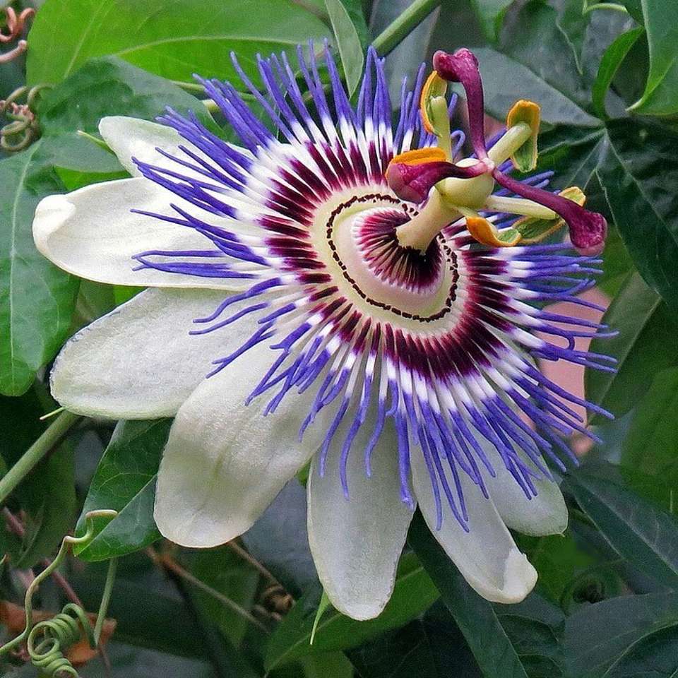 White passion flower jigsaw puzzle online