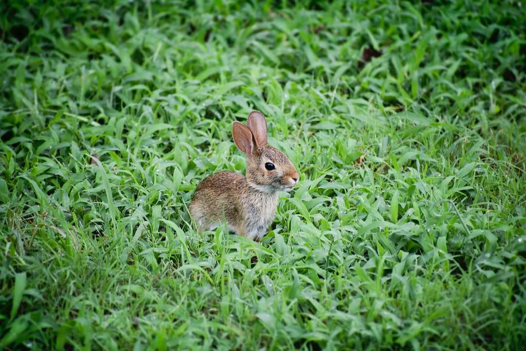 messa a fuoco selettiva fotografia di coniglio marrone sul campo in erba puzzle online