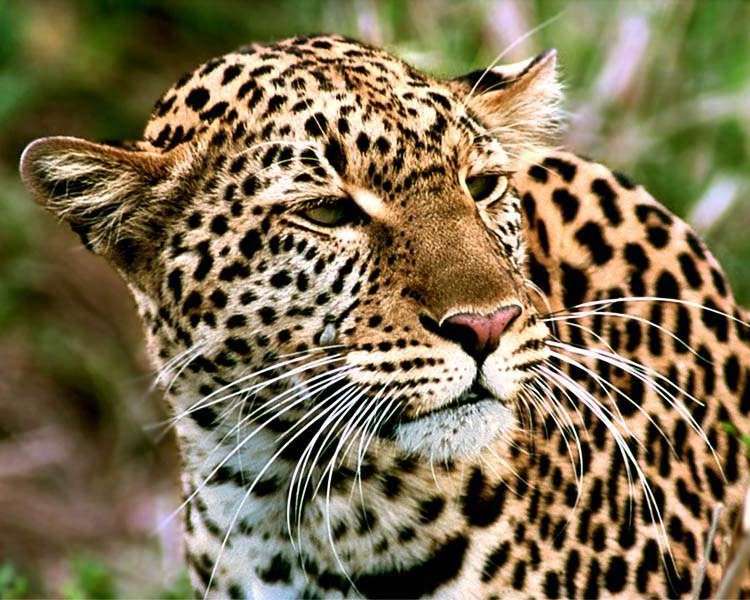 Leopard - dravé zvíře online puzzle