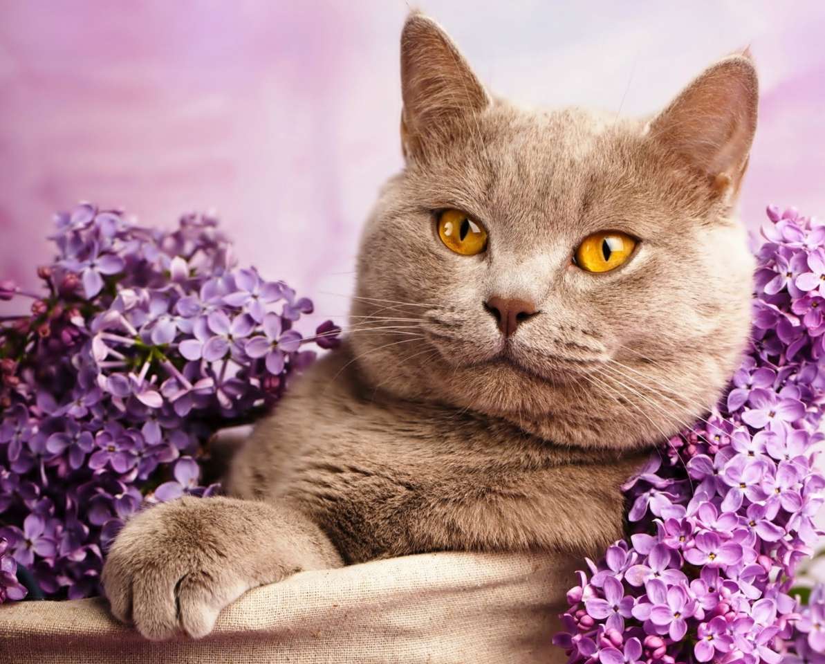 Cat in a lilac jigsaw puzzle online