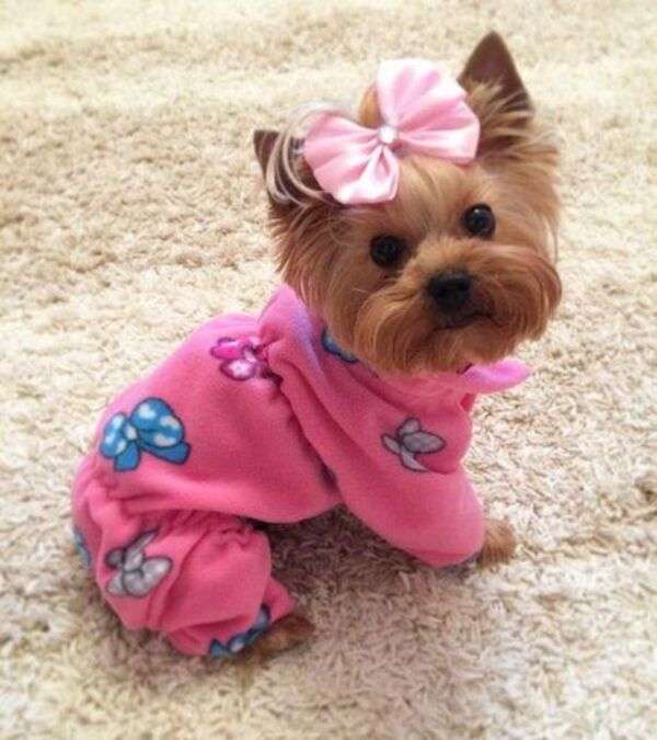 Cachorro com pijama #25 quebra-cabeças online