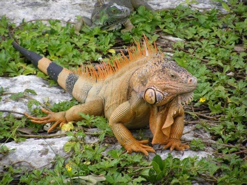 Iguana in Mexico online puzzel
