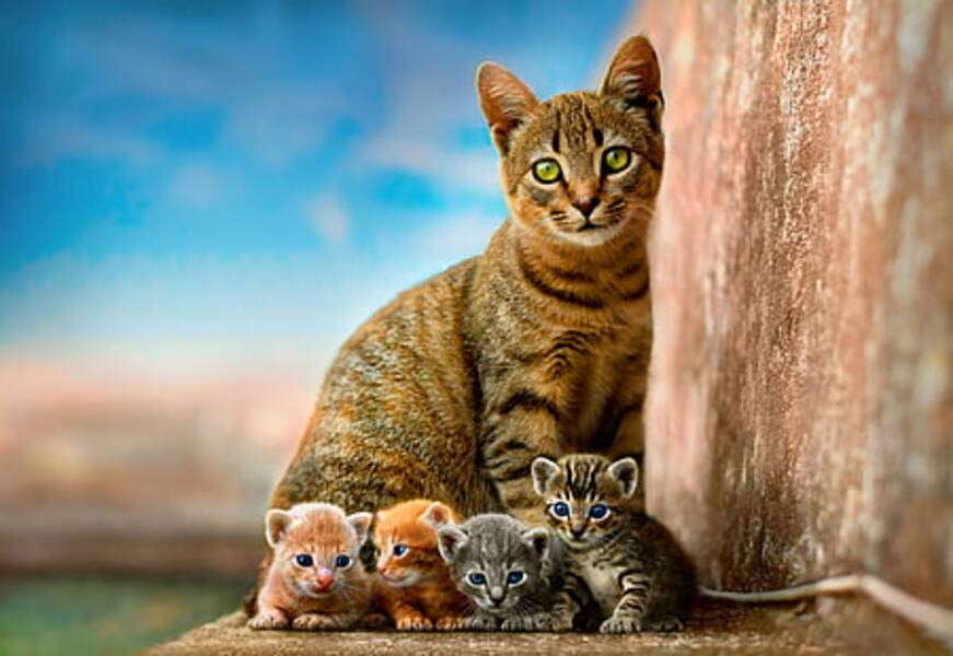 Kattunge med sina bebisar #30 pussel på nätet