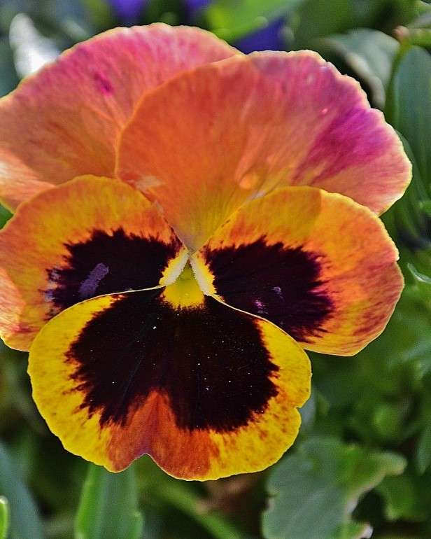 Многоцветно цвете на теменуга онлайн пъзел