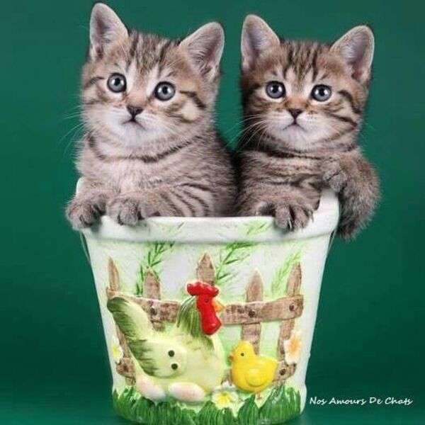 Kittens in een pot #31 online puzzel