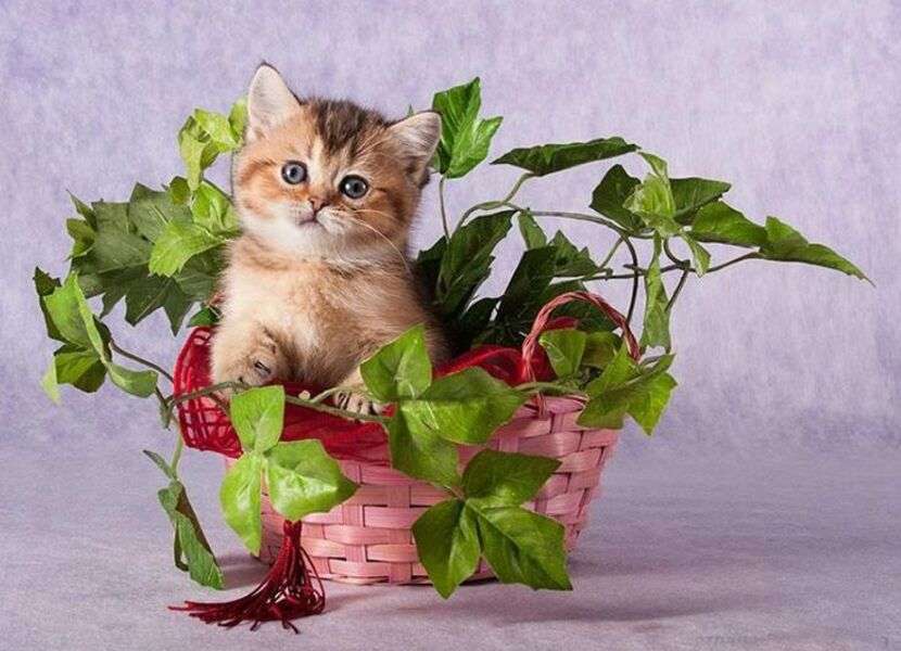 Коте вътре растение №34 онлайн пъзел