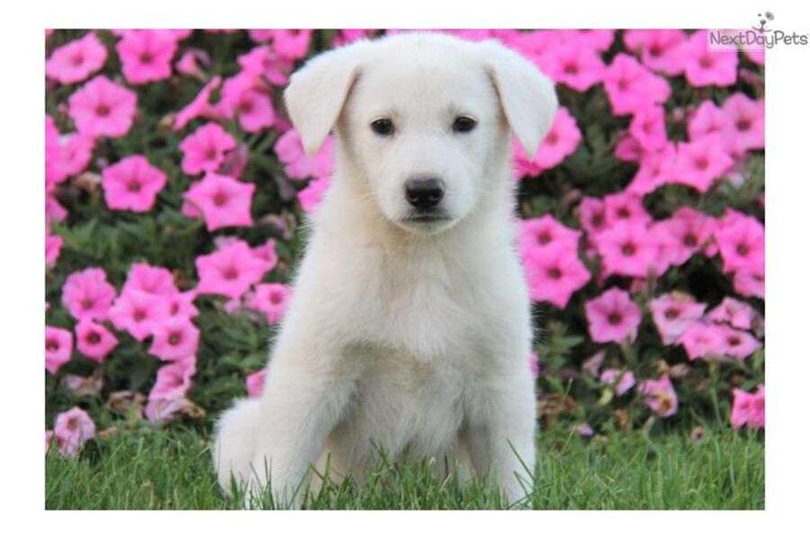 Filhote de cachorro branco posando #31 puzzle online