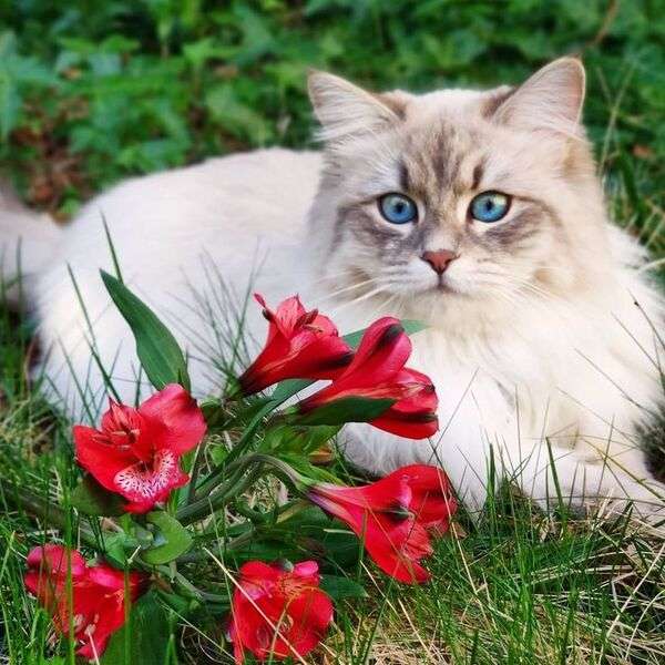 Gatito blanco ojos azules #37 rompecabezas en línea