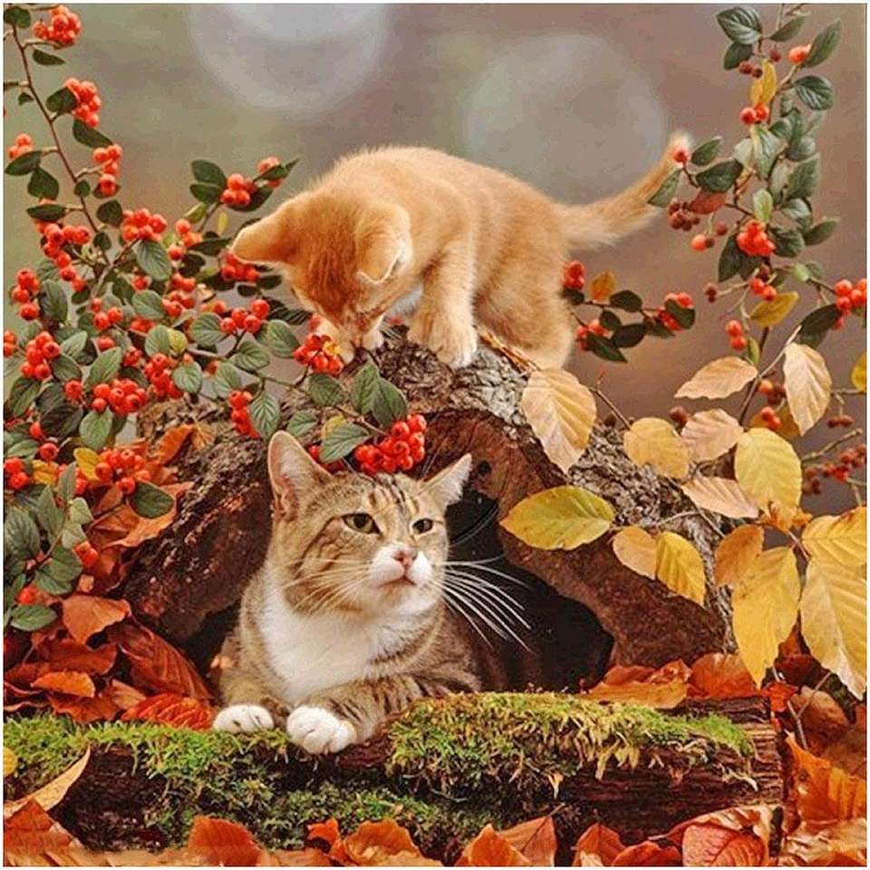 two cats playing jigsaw puzzle online
