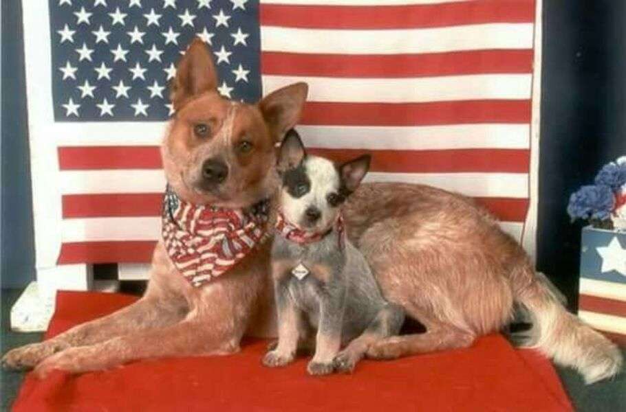 Cuccioli molto patriottici # 33 puzzle online
