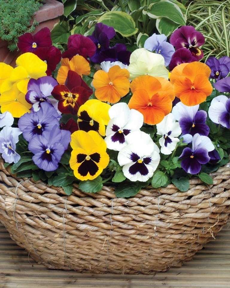 Kleurrijke viooltjes in een mand legpuzzel online