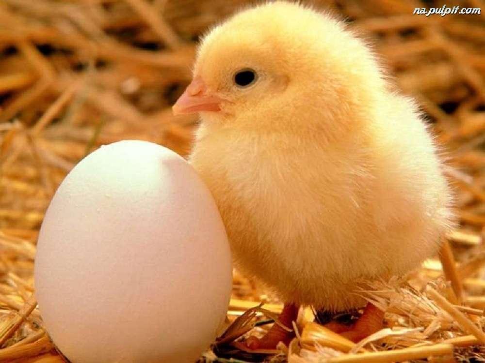 Kyckling med ägg Pussel online