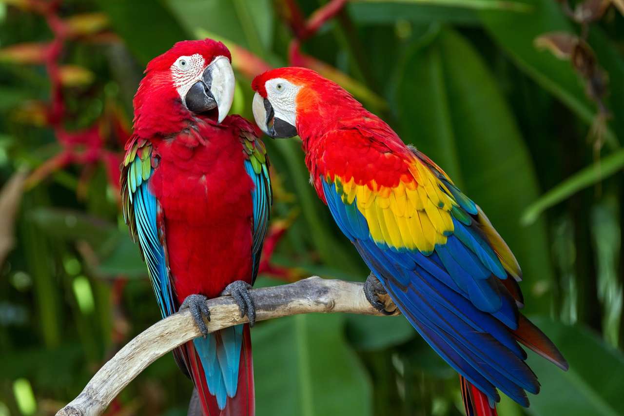 Разноцветные попугаи пазл онлайн
