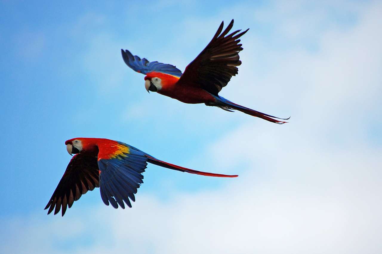 Papegaai Paar Vliegend legpuzzel online