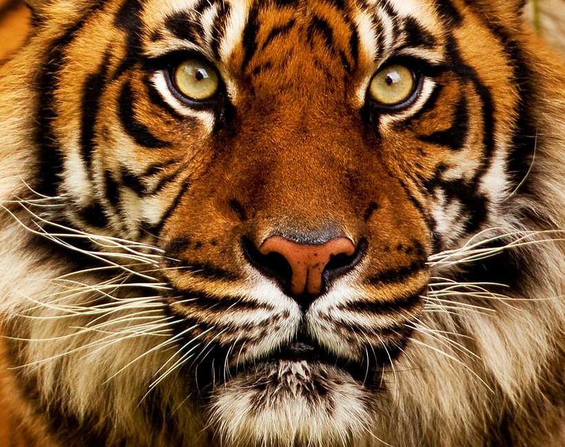 Asiatischer Tiger Puzzlespiel online