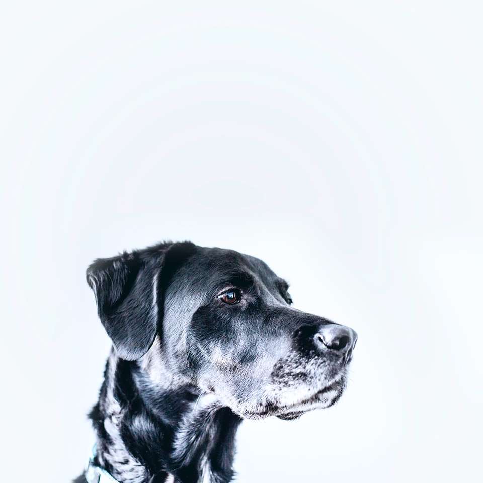 cão preto de pelagem média puzzle online