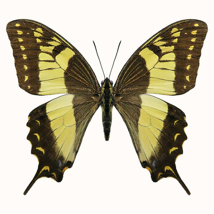 Hoop Papilio legpuzzel online