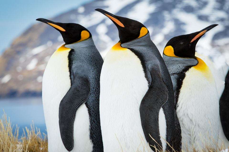 Αυτοκρατορικοί πιγκουίνοι παζλ online