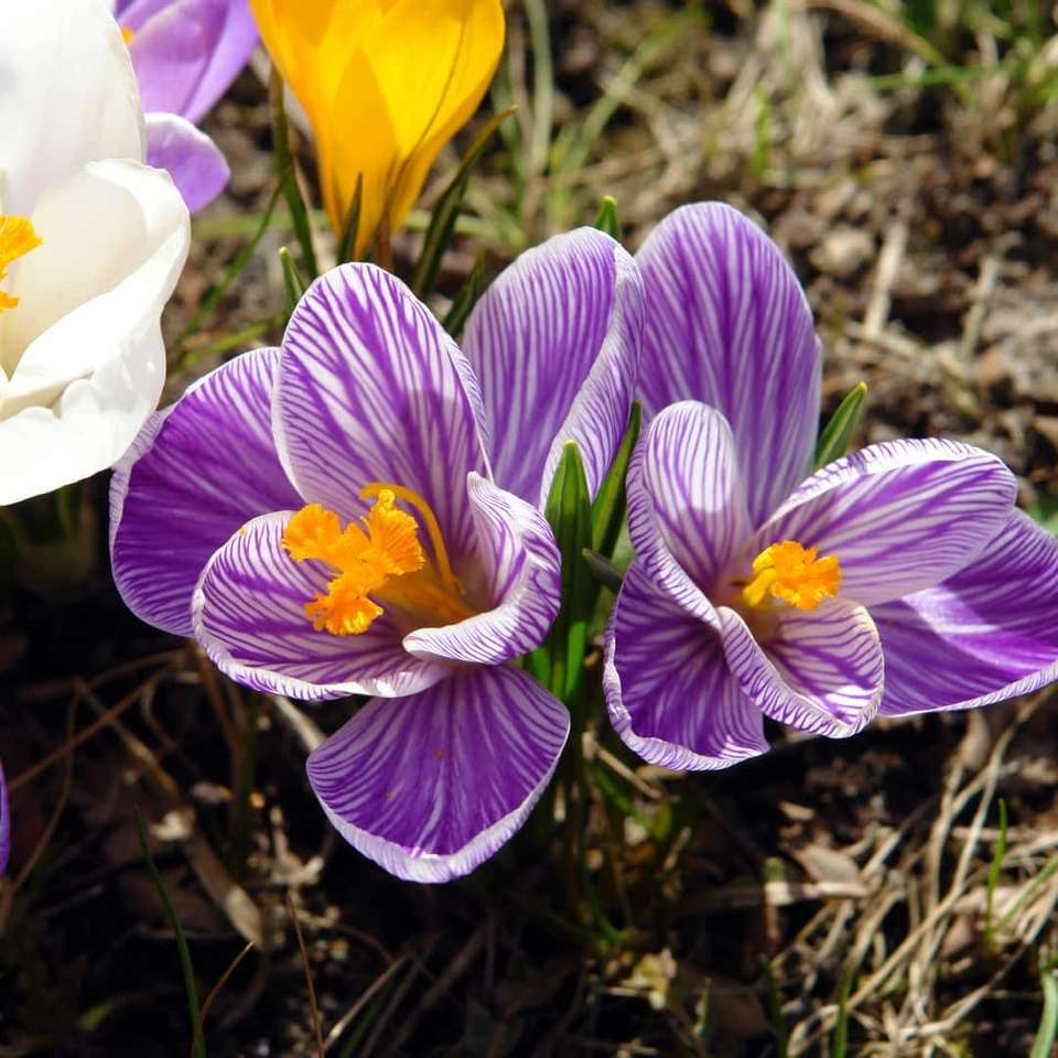 Krokusse – Frühlingsblumen Online-Puzzle