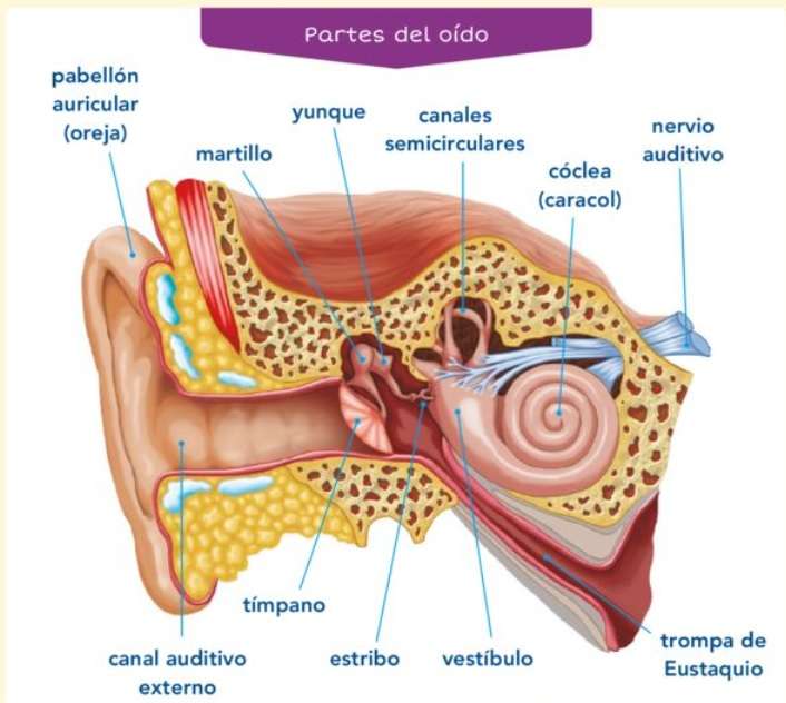 耳の部分 ジグソーパズルオンライン