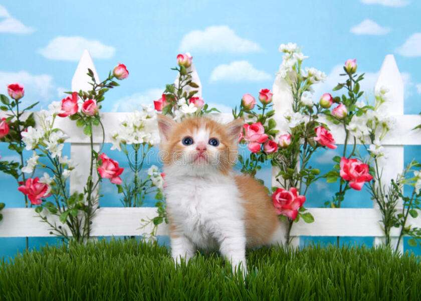 Kitten looks up to the sky #48 jigsaw puzzle online