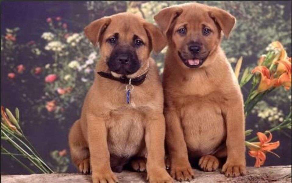 Dos preciosos perritos #41 rompecabezas en línea