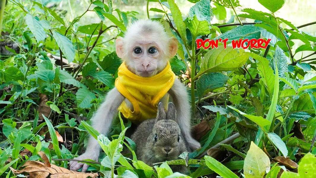 Roztomilá opice Bibi č. 100 online puzzle