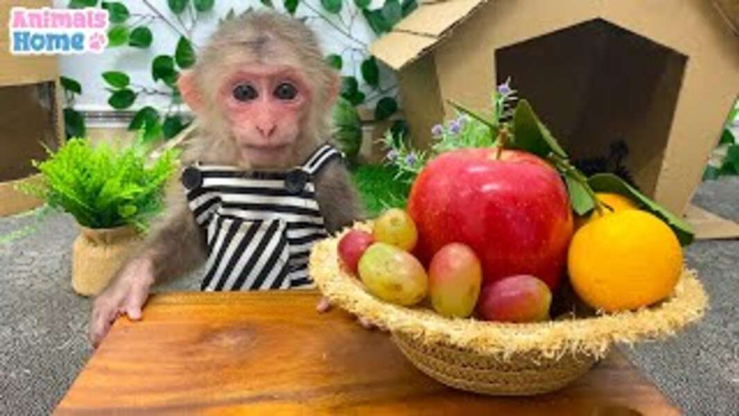 Сладка маймуна Биби #101 онлайн пъзел