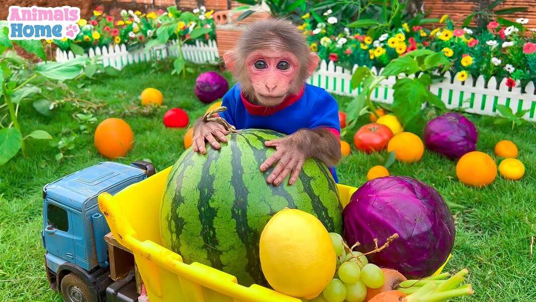 Aranyos Bibi majom #102 kirakós online